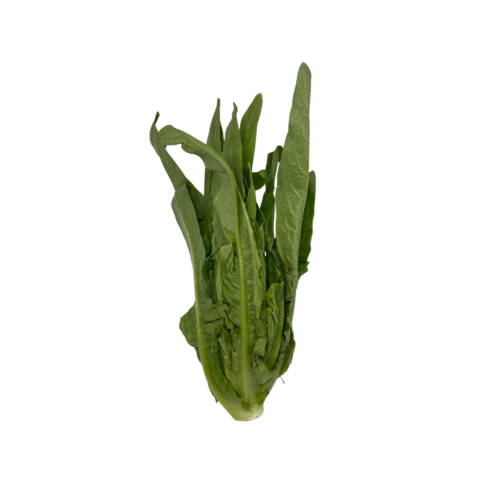 Chinese Lettuce