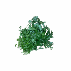 Coriander