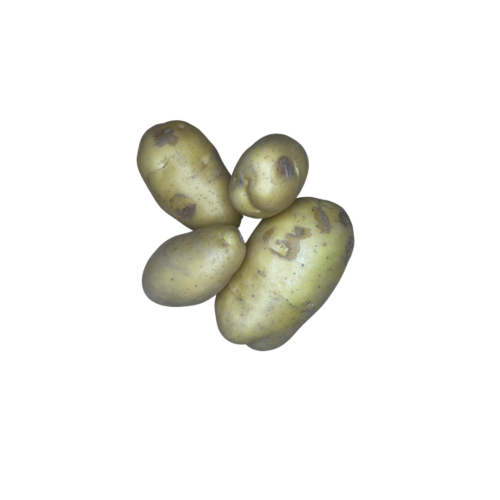 Holland Potato