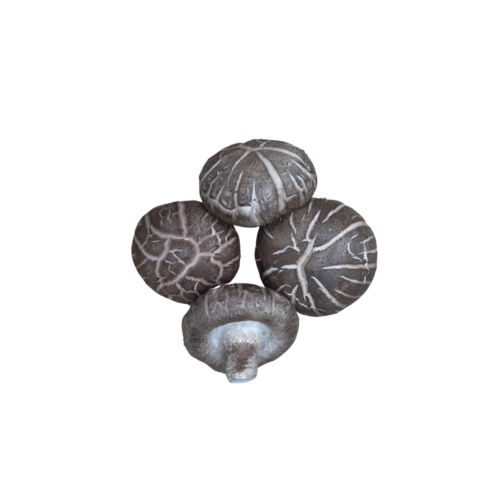 Shitake Mushroom