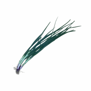 Spring Onion
